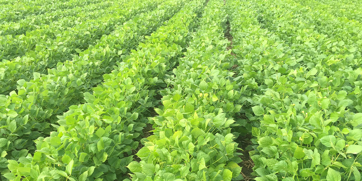Beans growing in field